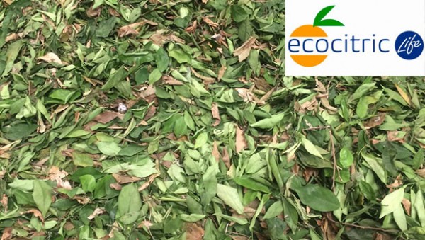 Life Eco-citric, aprovechamiento de los resíduos agrícolas