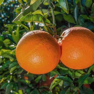 Naranja, la fruta sorprendente