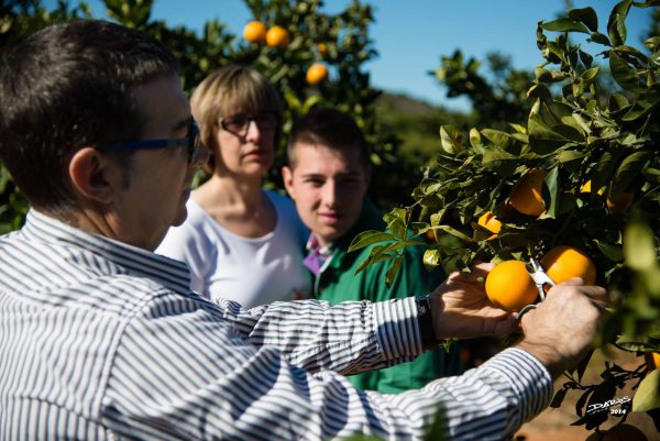 10 razones comprar naranjas online