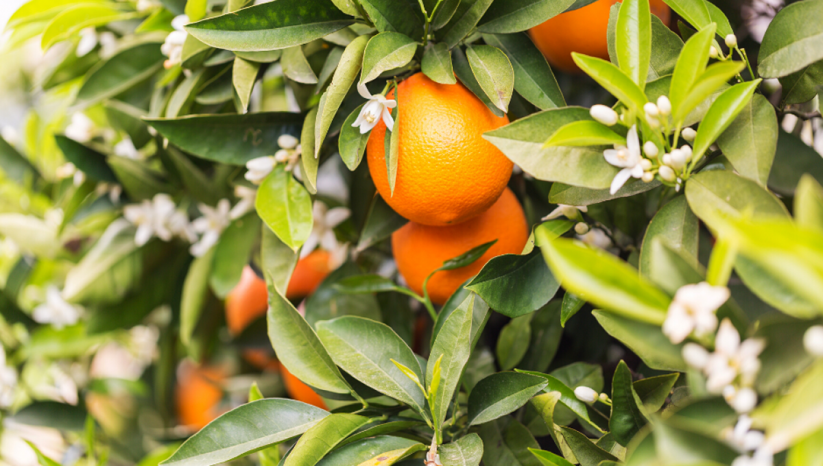 Beneficios del Azahar - La flor del naranjo