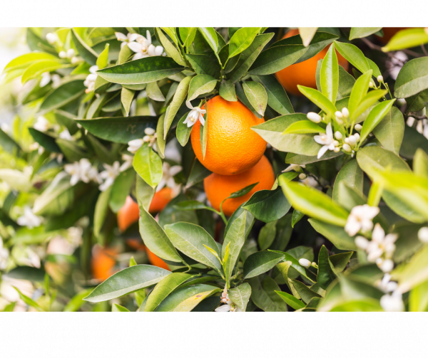 Beneficios del Azahar - La flor del naranjo