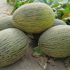 El melón: propiedades y una receta que te hará la boca agua